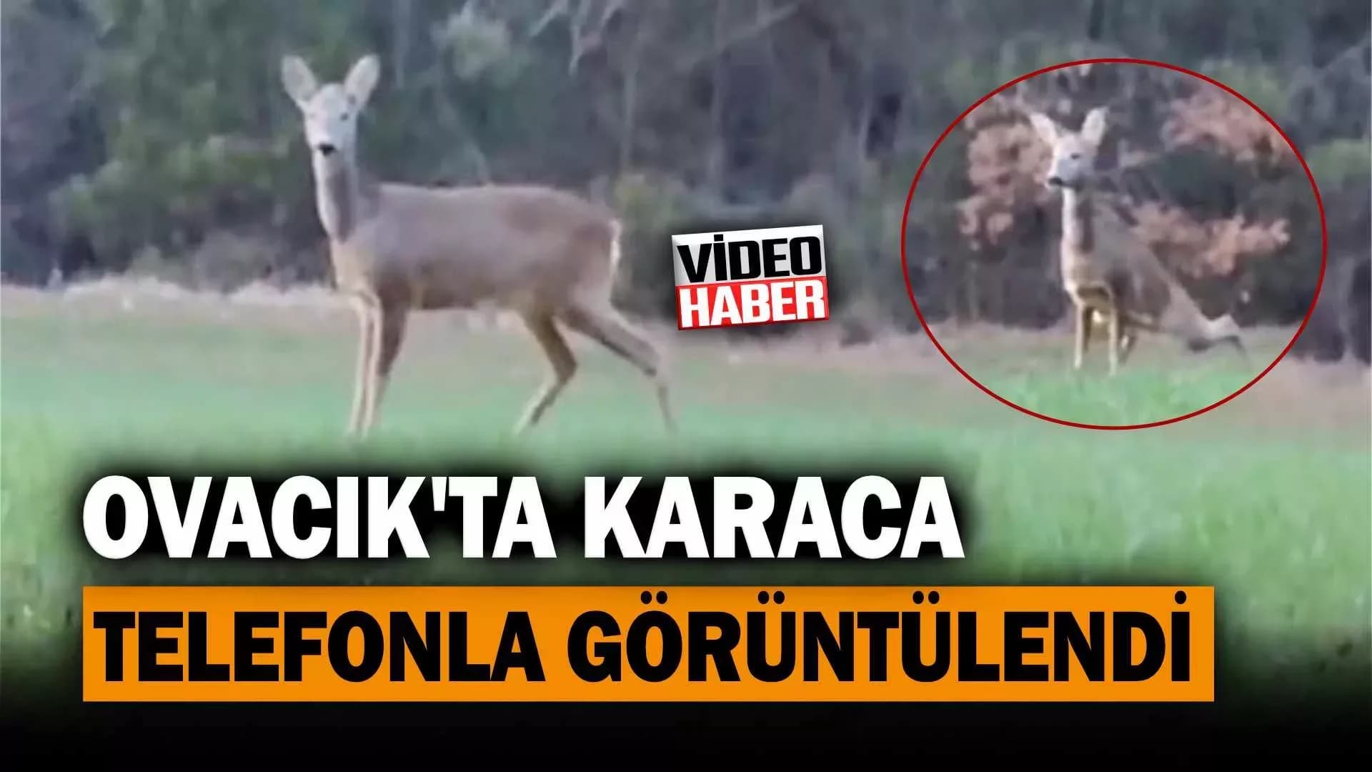 Karabük'te karaca telefonla görüntülendi