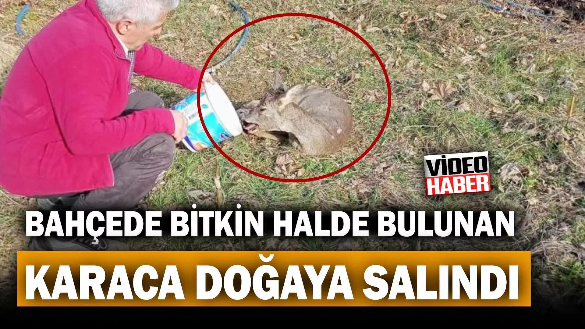Bahçede bitkin halde bulunan karaca doğaya salındı