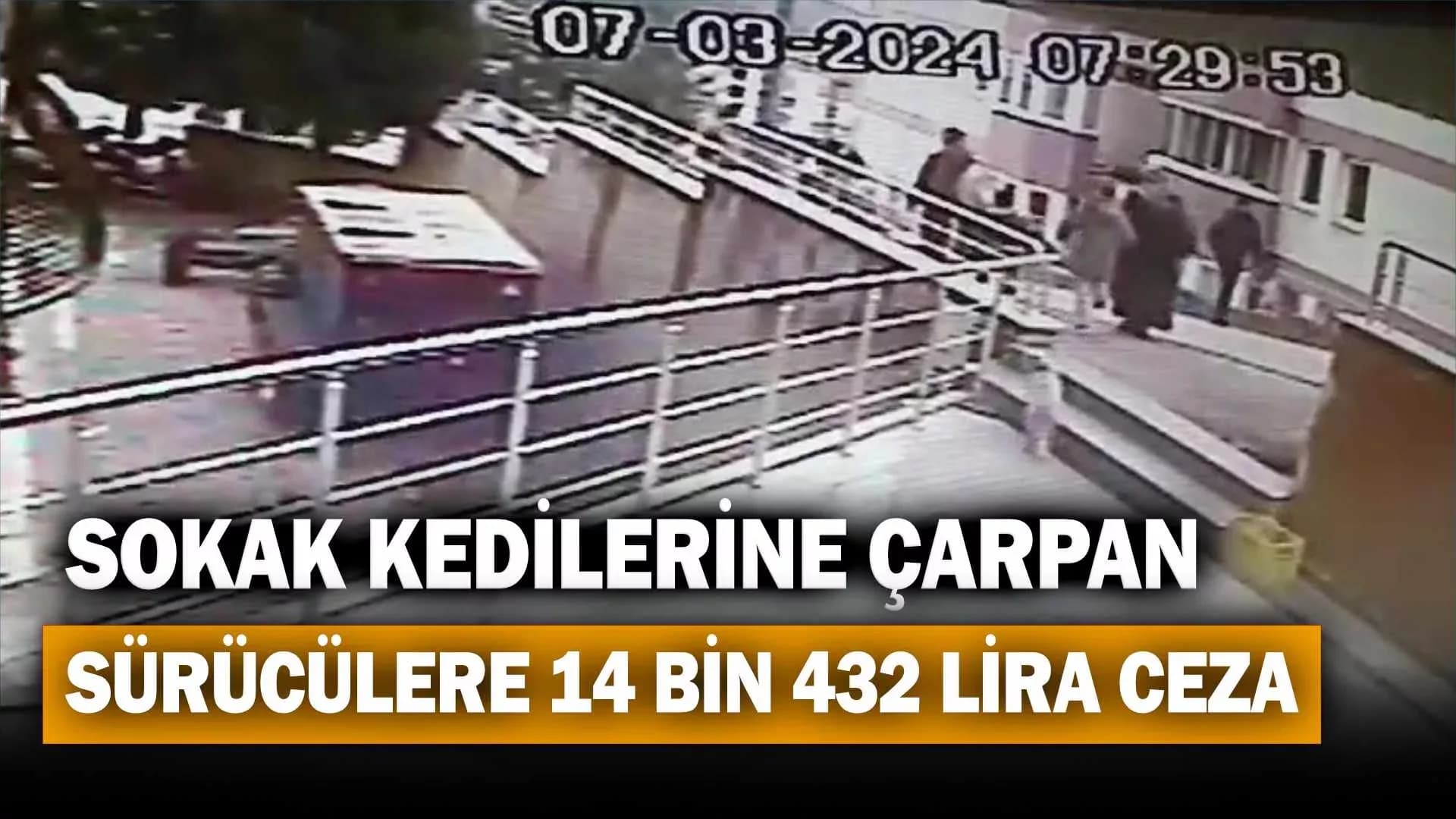 Karabük'te sokak kedilerine çarpan sürücülere 14 bin 432 lira ceza