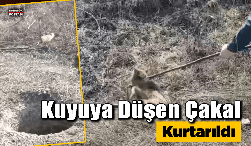 Kuyuya düşen çakal kurtarıldı