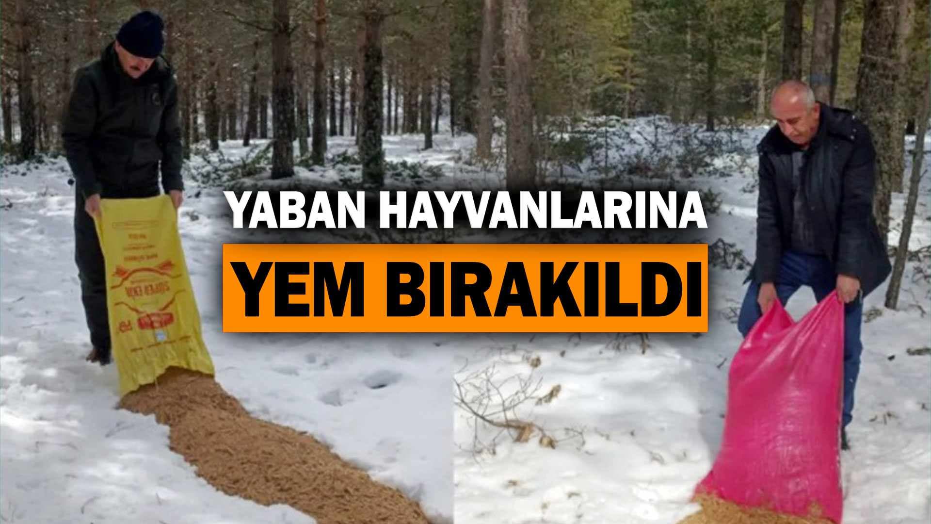 Karabük'te yaban hayvanlarına yem bırakıldı