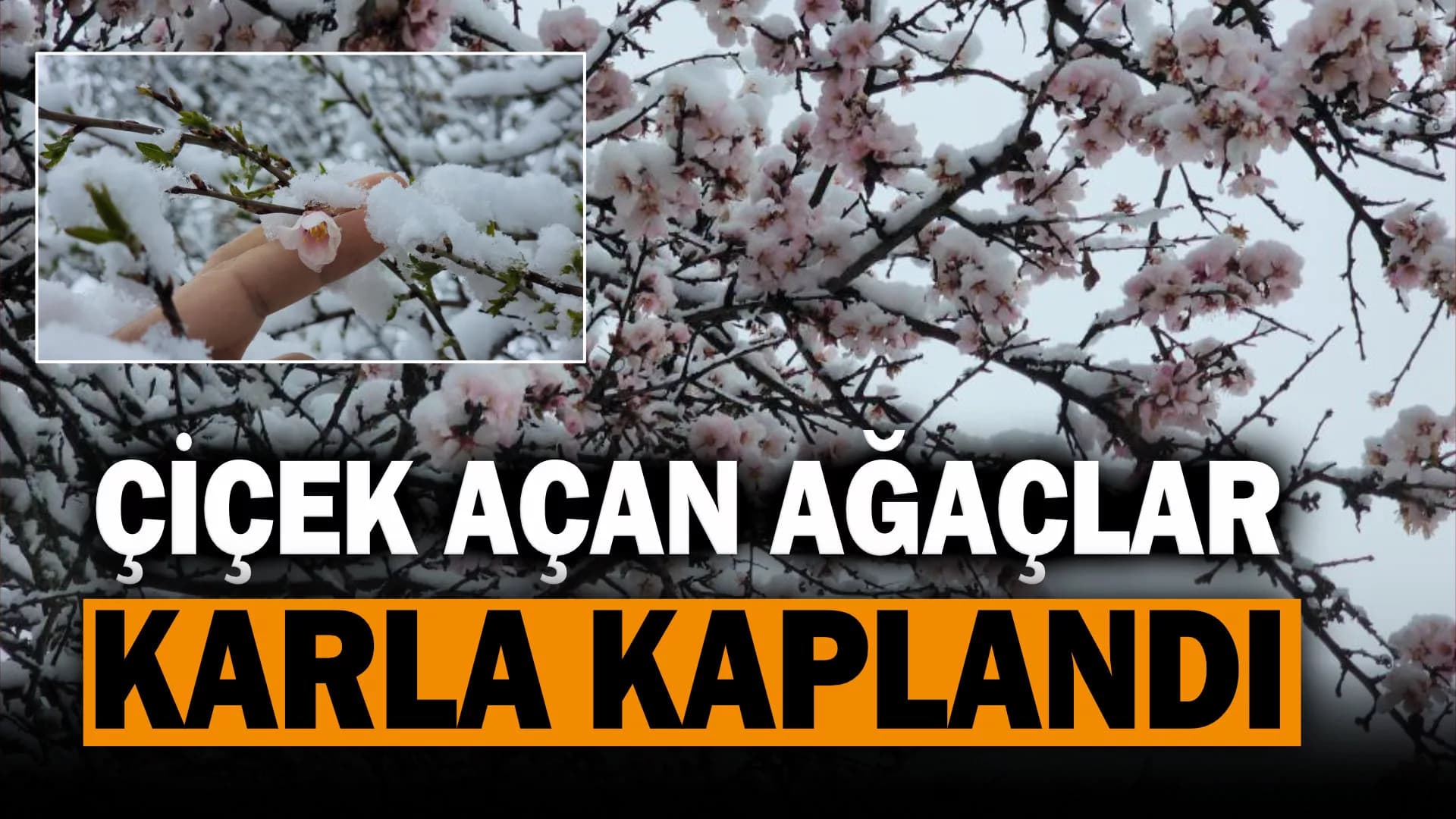 Çiçek açan ağaçlar karla kaplandı
