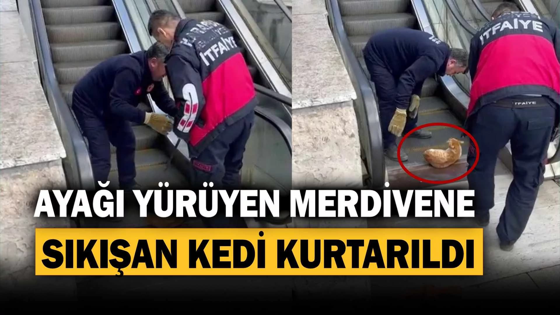 Ayağı yürüyen merdivene sıkışan kedi acı içerisinde yardım bekledi