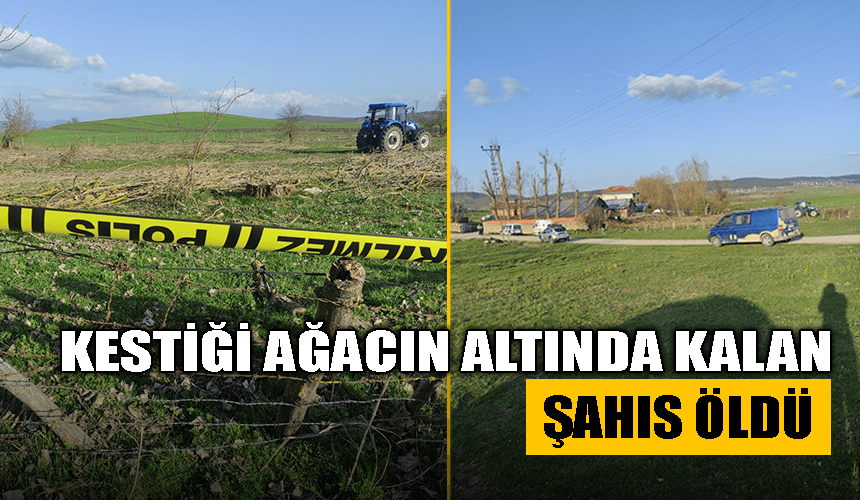 Kestiği ağacın altında kalan şahıs öldü