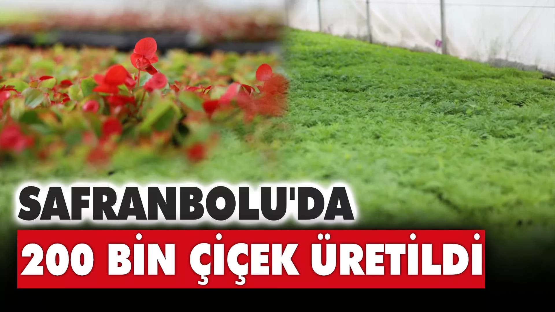 Safranbolu’da 200 bin çiçek üretildi