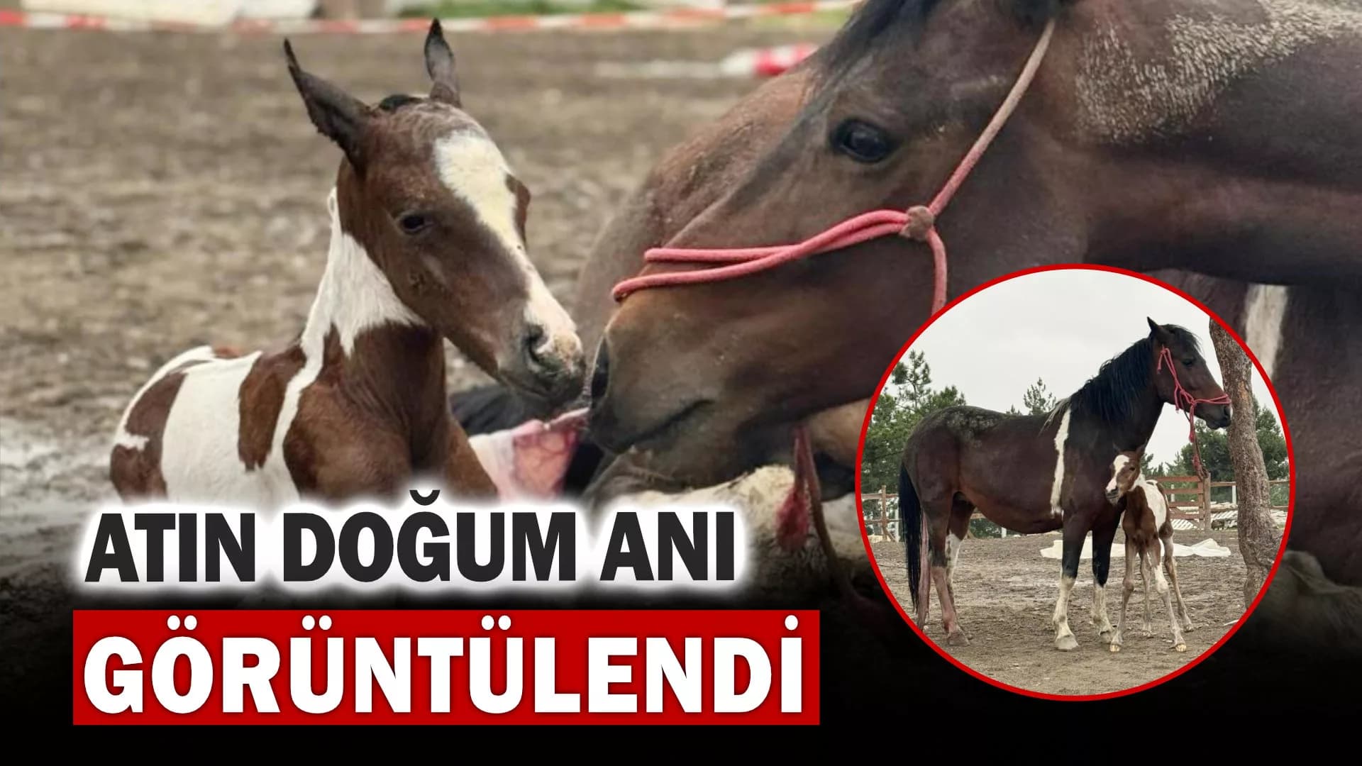 Safranbolu'da atın doğum anı görüntülendi