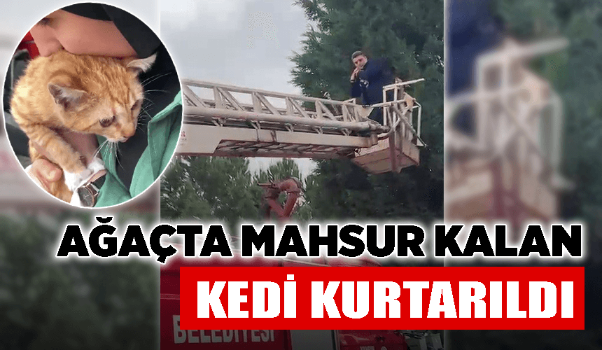 Yurt bahçesindeki ağaçta mahsur kalan kedi kurtarıldı