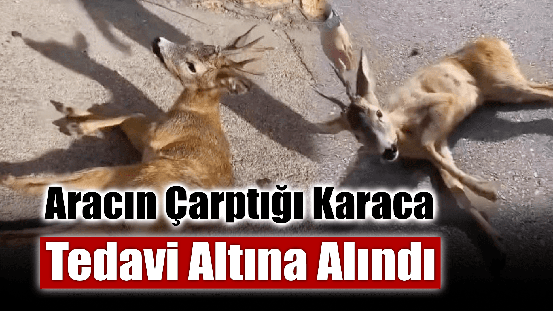 Aracın çarptığı yavru karaca tedavi altına alındı