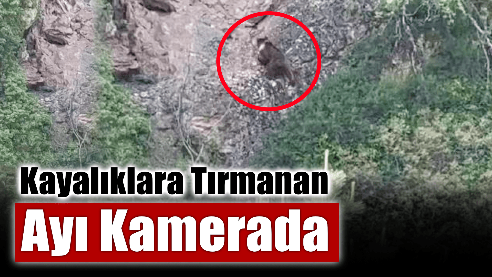 Kayalıklara tırmanan ayı kamerada