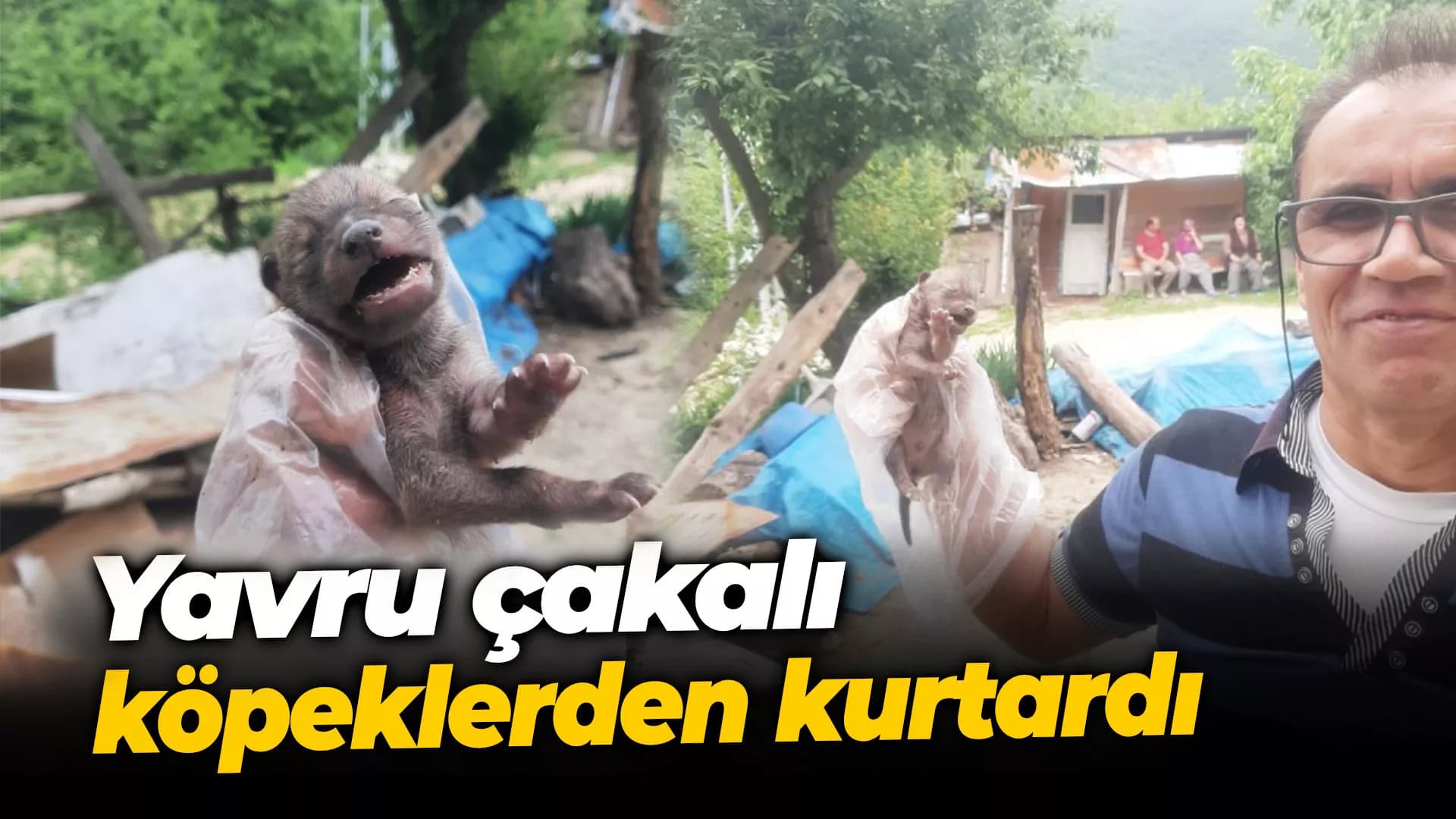 Yavru çakalı köpeklerden kurtardı