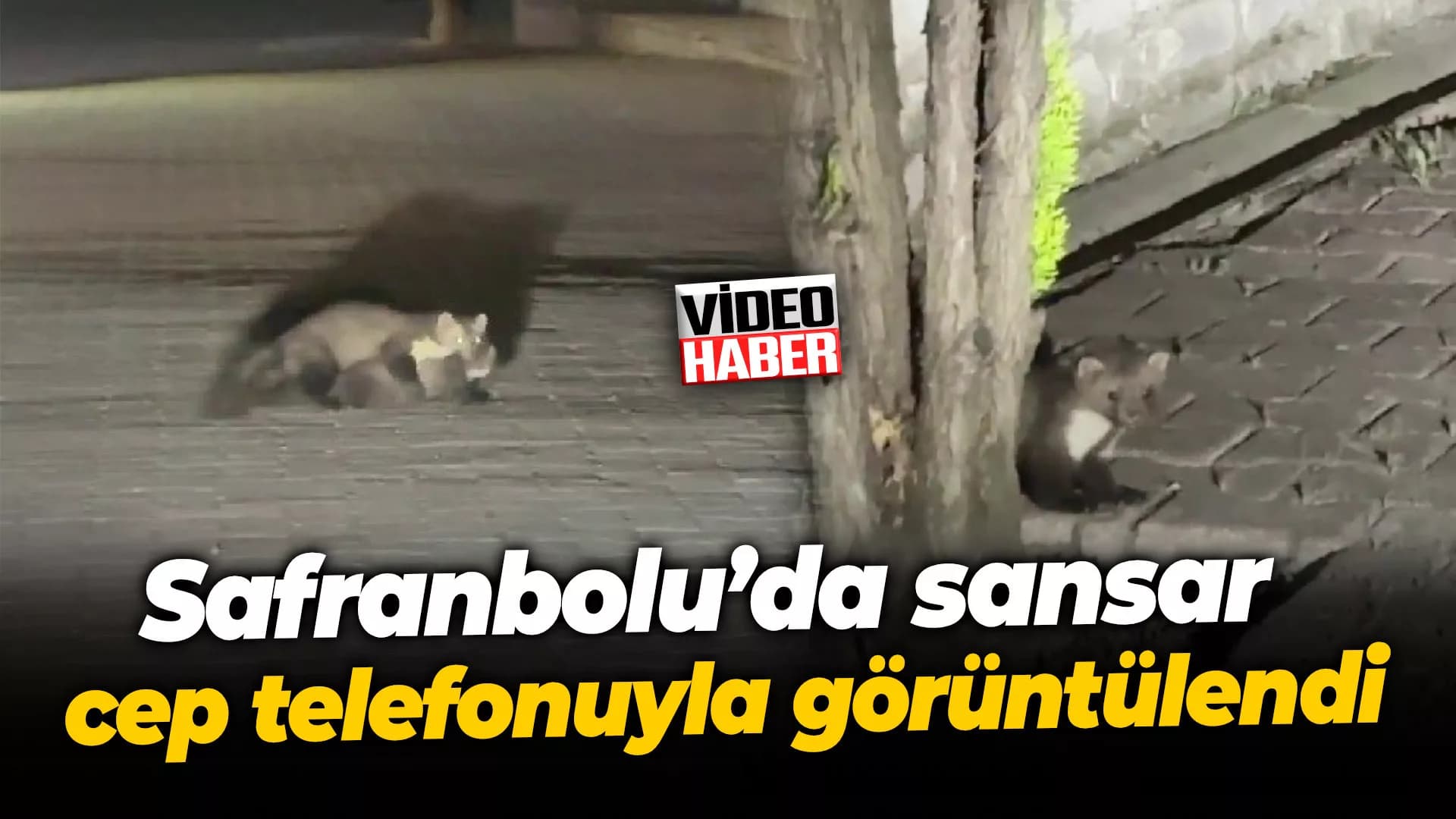 Safranbolu’da sansar cep telefonuyla görüntülendi