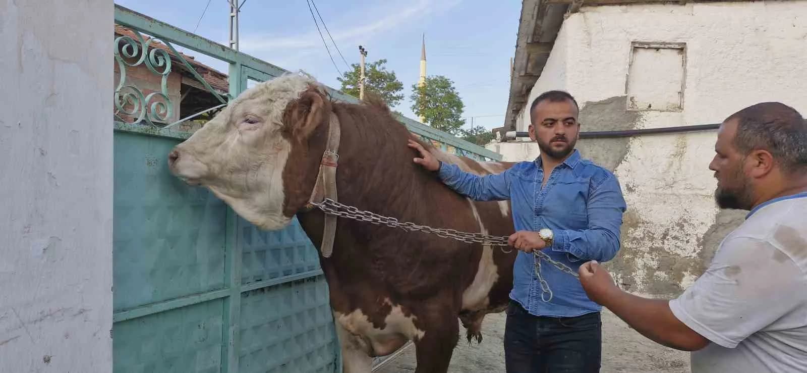 1 tonluk "Paşa" alıcısını bekliyor