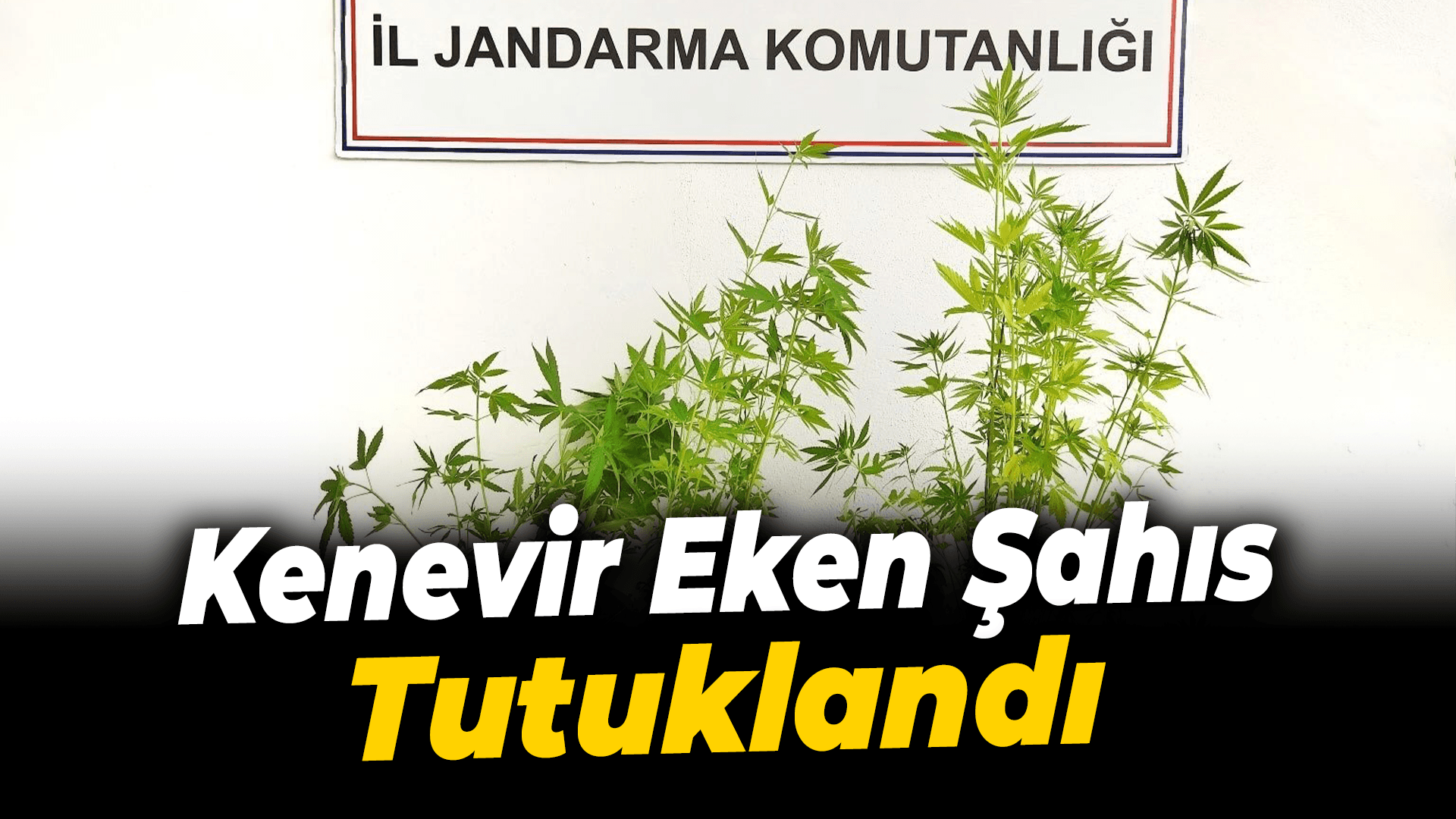 Ormanlık alanda kenevir eken şahıs tutuklandı