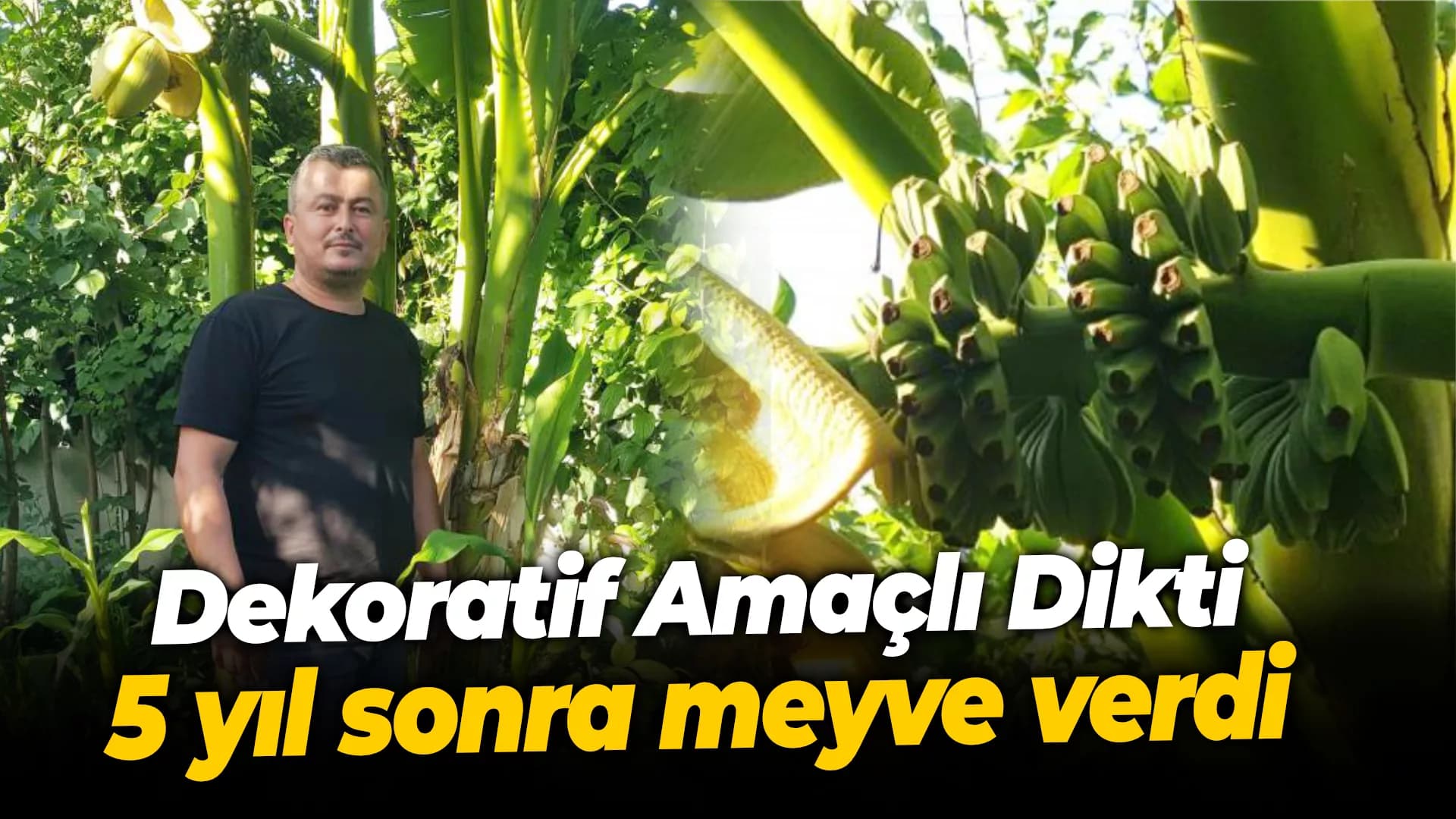 Dekoratif amacıyla diktiği muz ağacı 5 yıl sonra meyve verdi