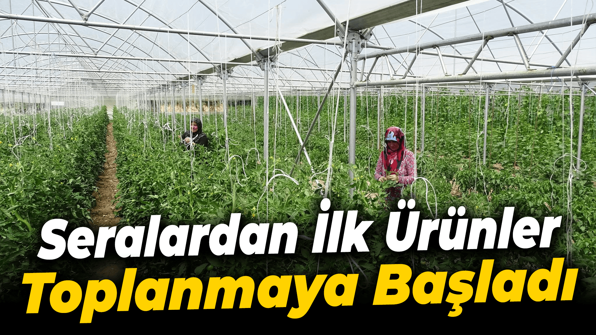 Seralardan ilk ürünler toplanmaya başladı