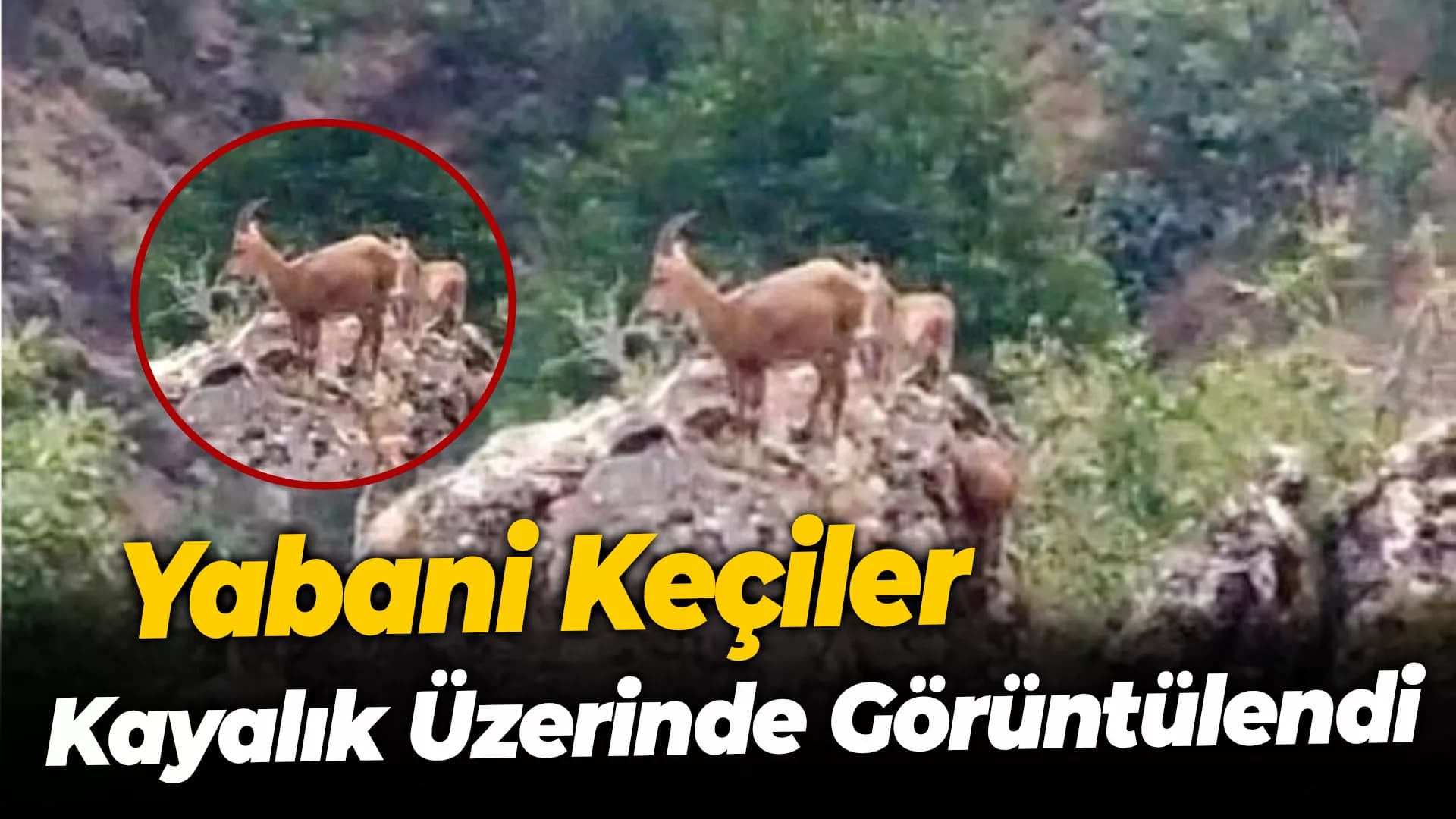 Yabani keçiler kayalık üzerinde görüntülendi
