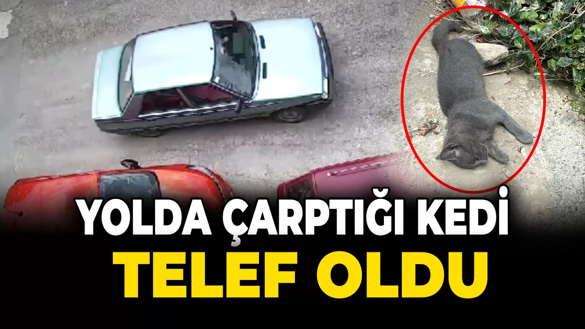 Karabük'te çarptığı kedi telef oldu, o yoluna devam etti