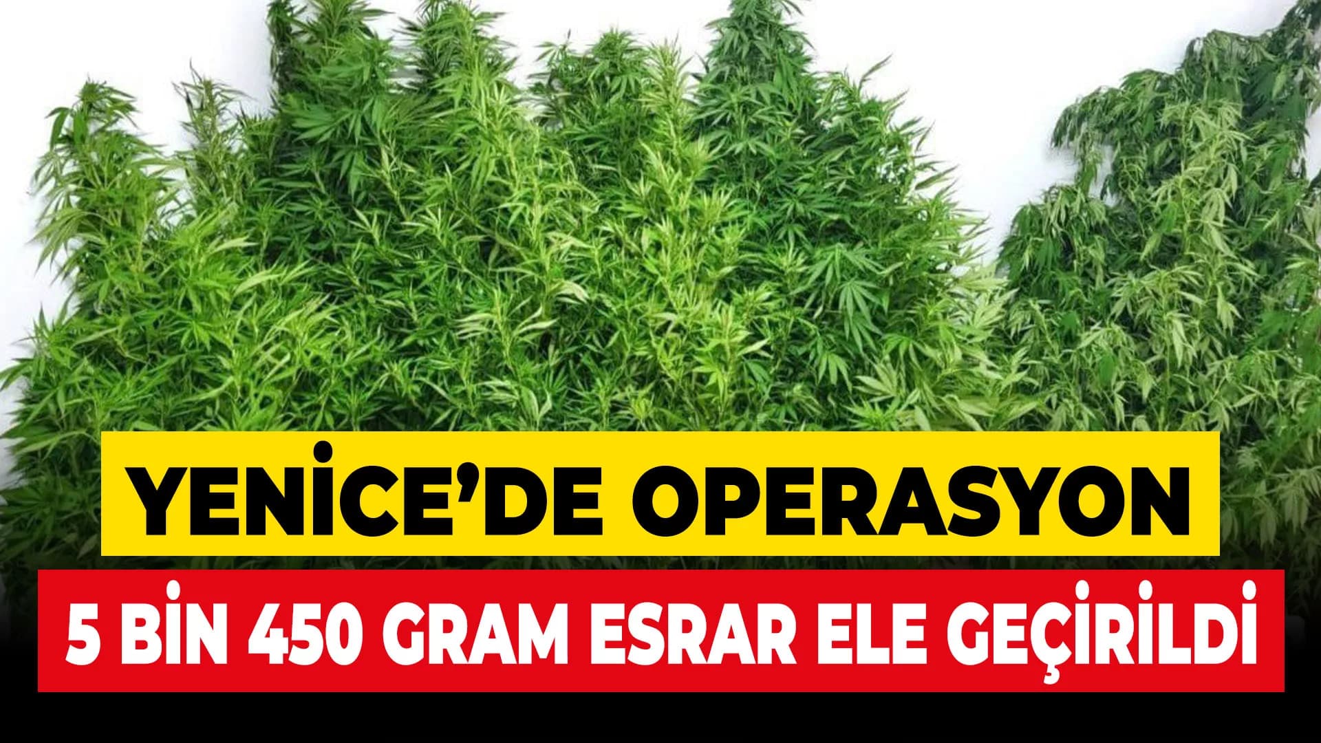 Kenevir operasyonunda 1 tutuklama