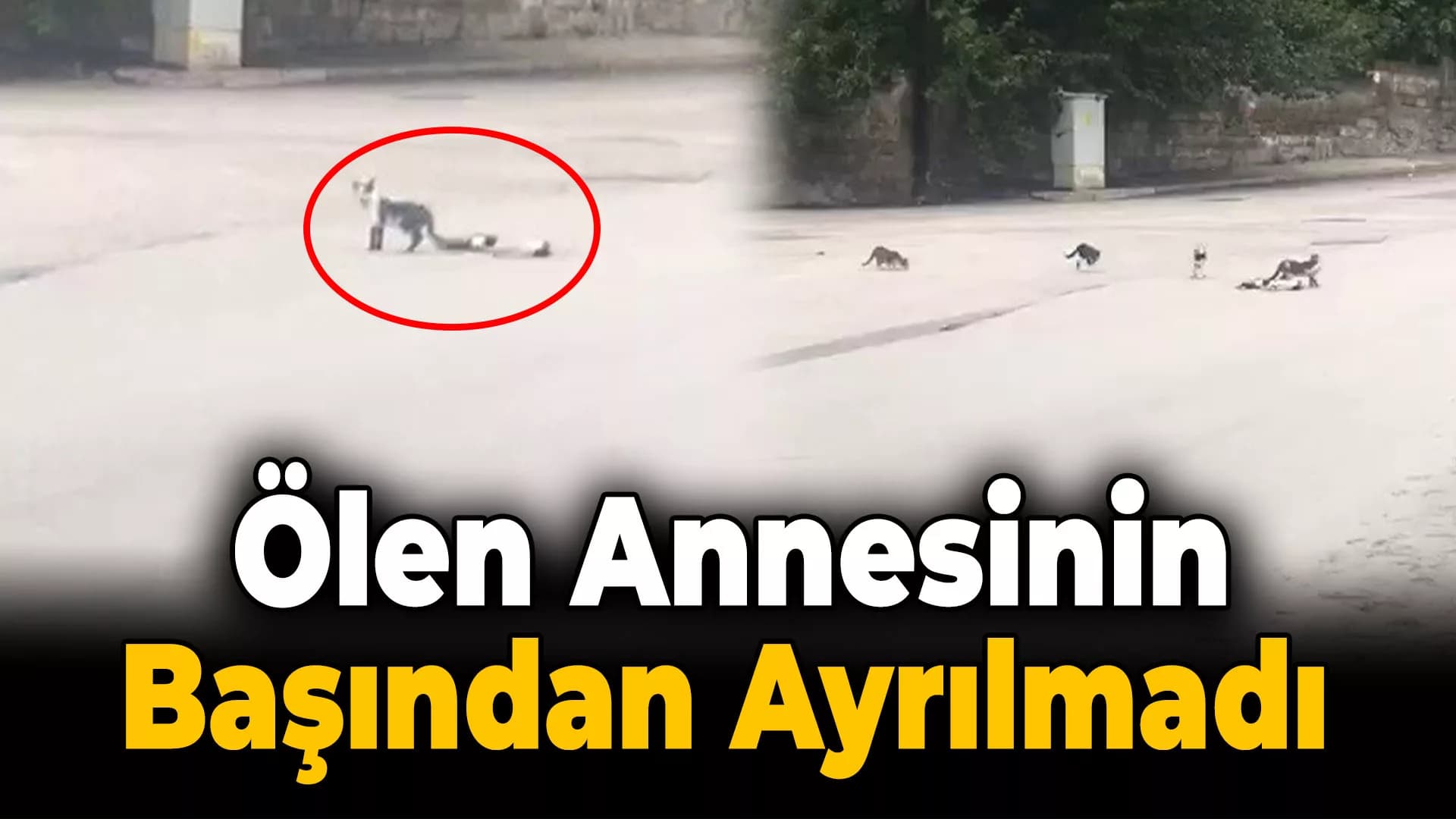 Yavru kedi ölen annesinin başında bir an olsun ayrılmadı