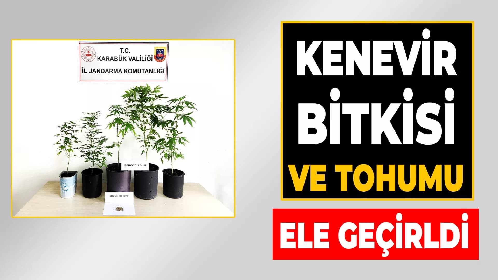 Karabük'te jandarma kenevir bitkisi ve tohum ele geçirdi