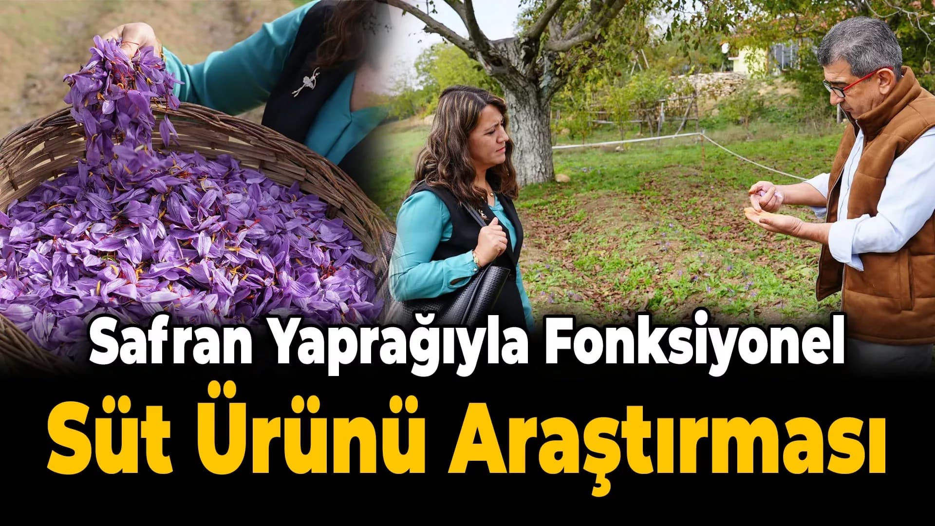 Safran Yaprağı Atıkları Bilime Hizmet Ediyor