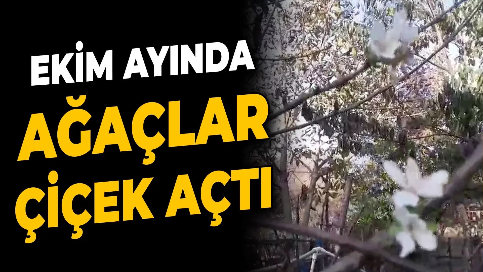 Karabük'te Elma, Erik ve Kiraz Ağaçları Ekim Ayında Çiçek Açtı