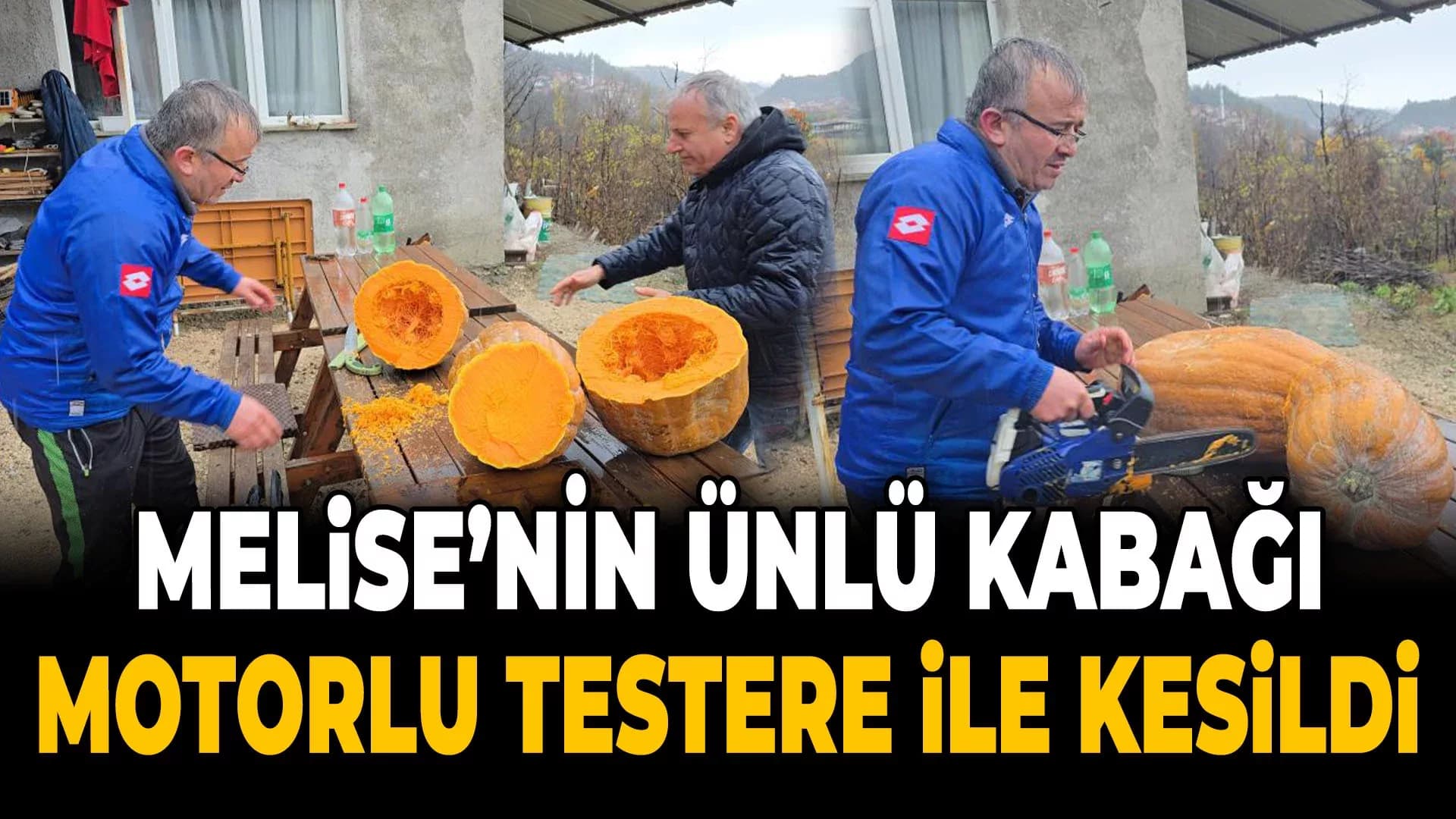 40 Kiloluk Dev Kabağı Motorlu Testereyle Kesebildi