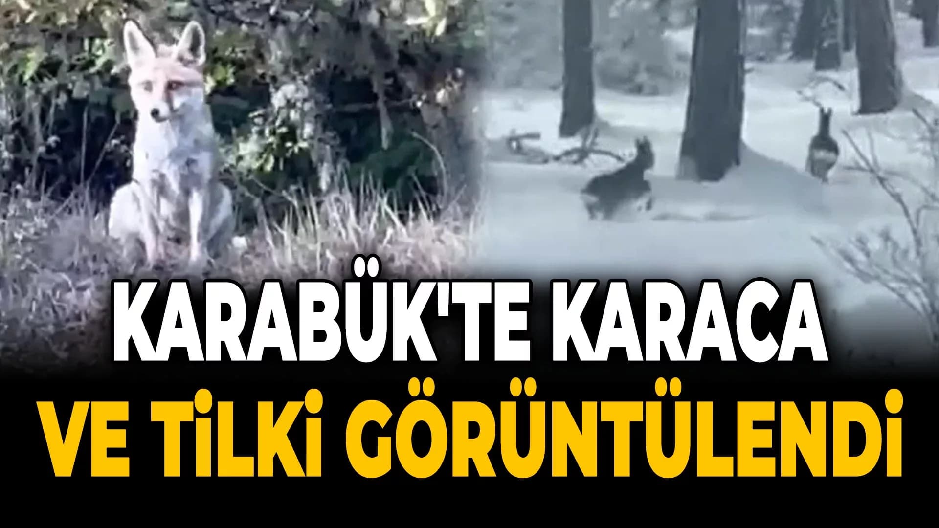 Karabük'te İki Karaca ve Tilki Görüntülendi