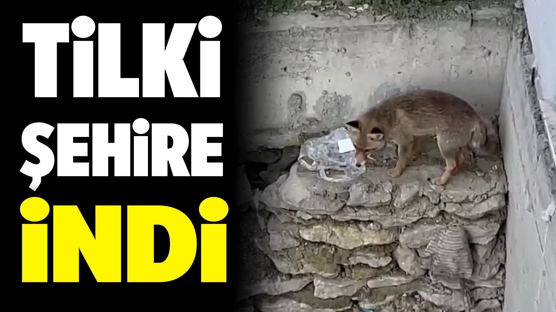 Karabük'te Yiyecek Arayan Tilki Kamerada