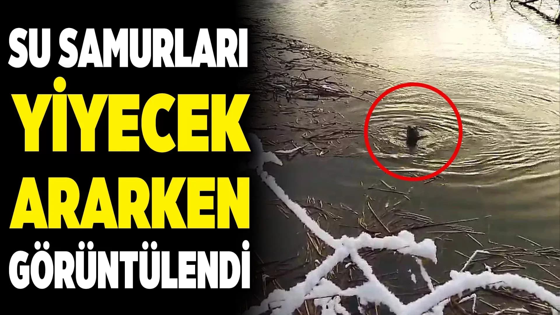 Safranbolu'da Su Samurları Yiyecek Ararken Görüntülendi