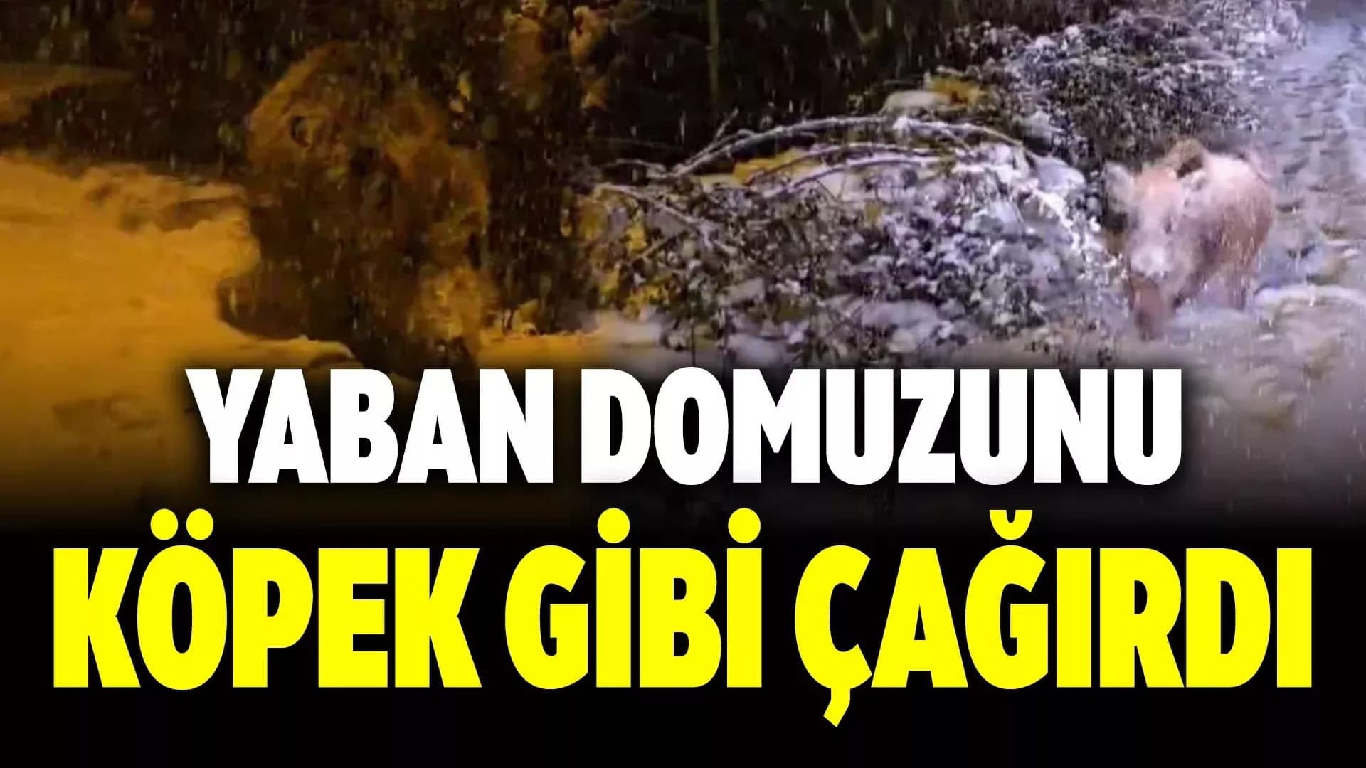 Karşısına çıkan yaban domuzunu "gel oğlum" diyerek çağırdı