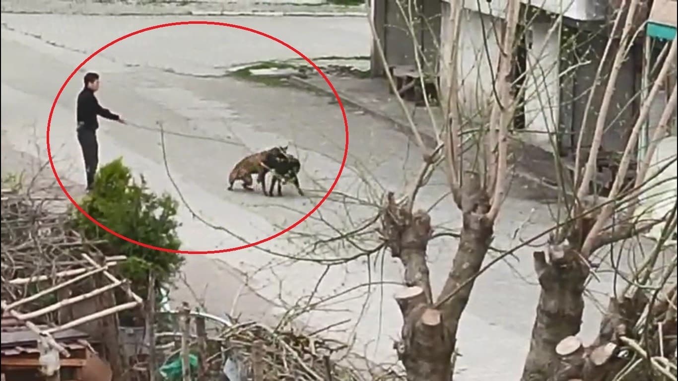 Tasmasından tuttuğu köpeğini, sokak köpeklerine saldırttı