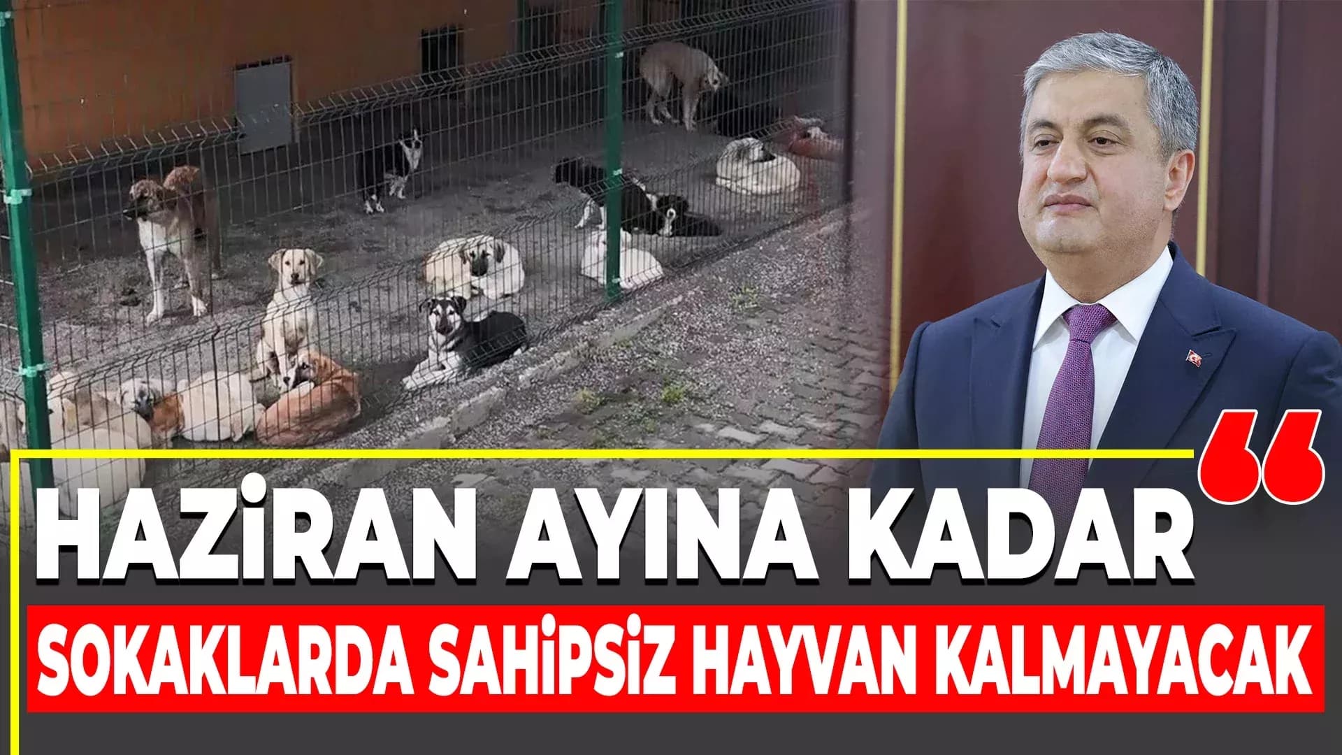Vali Yavuz: "Hedefimiz Haziran'a kadar sokaklarda sahipsiz hayvan bırakmamak"