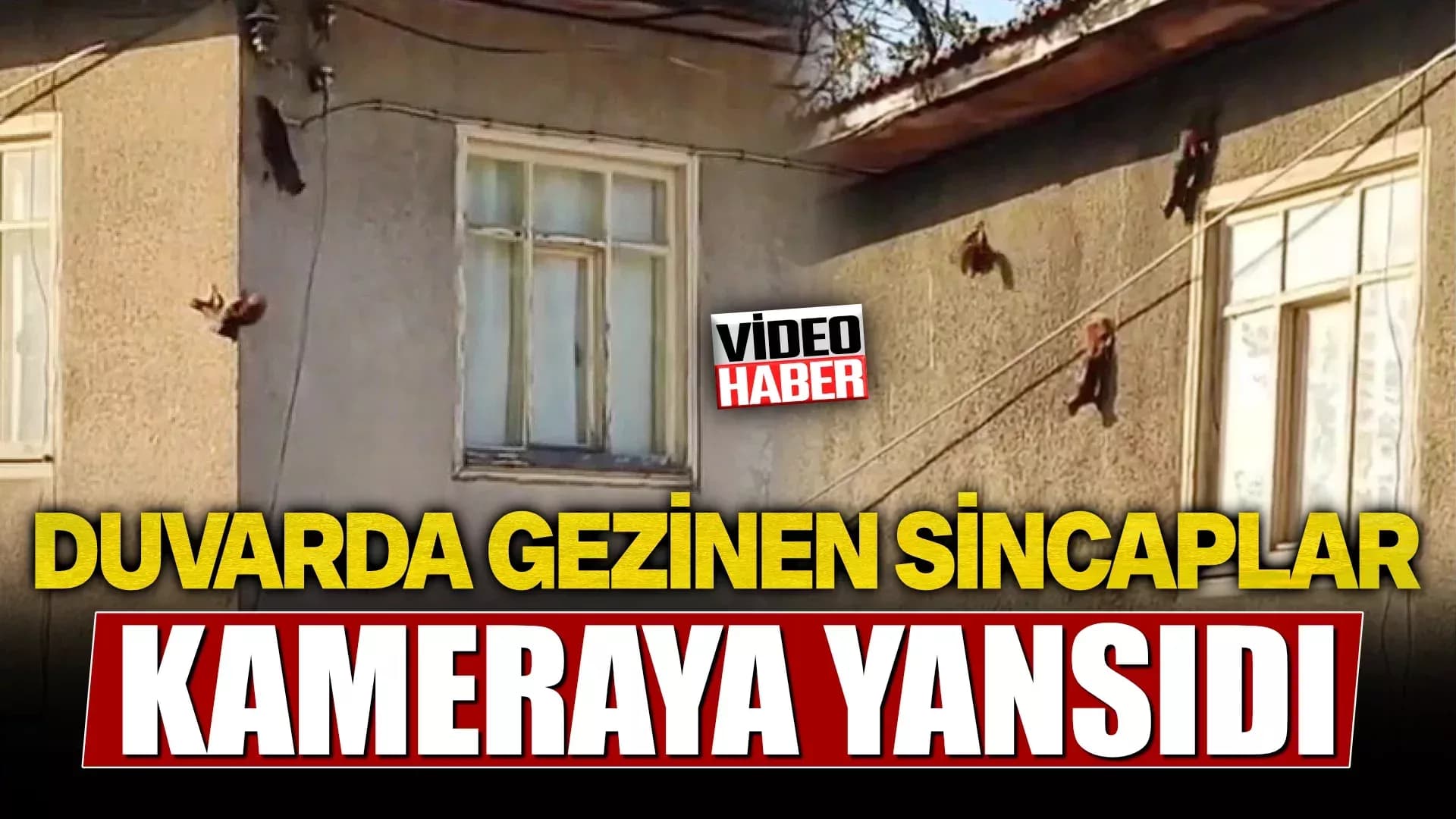 Evin duvarında gezinen sincaplar kamerada