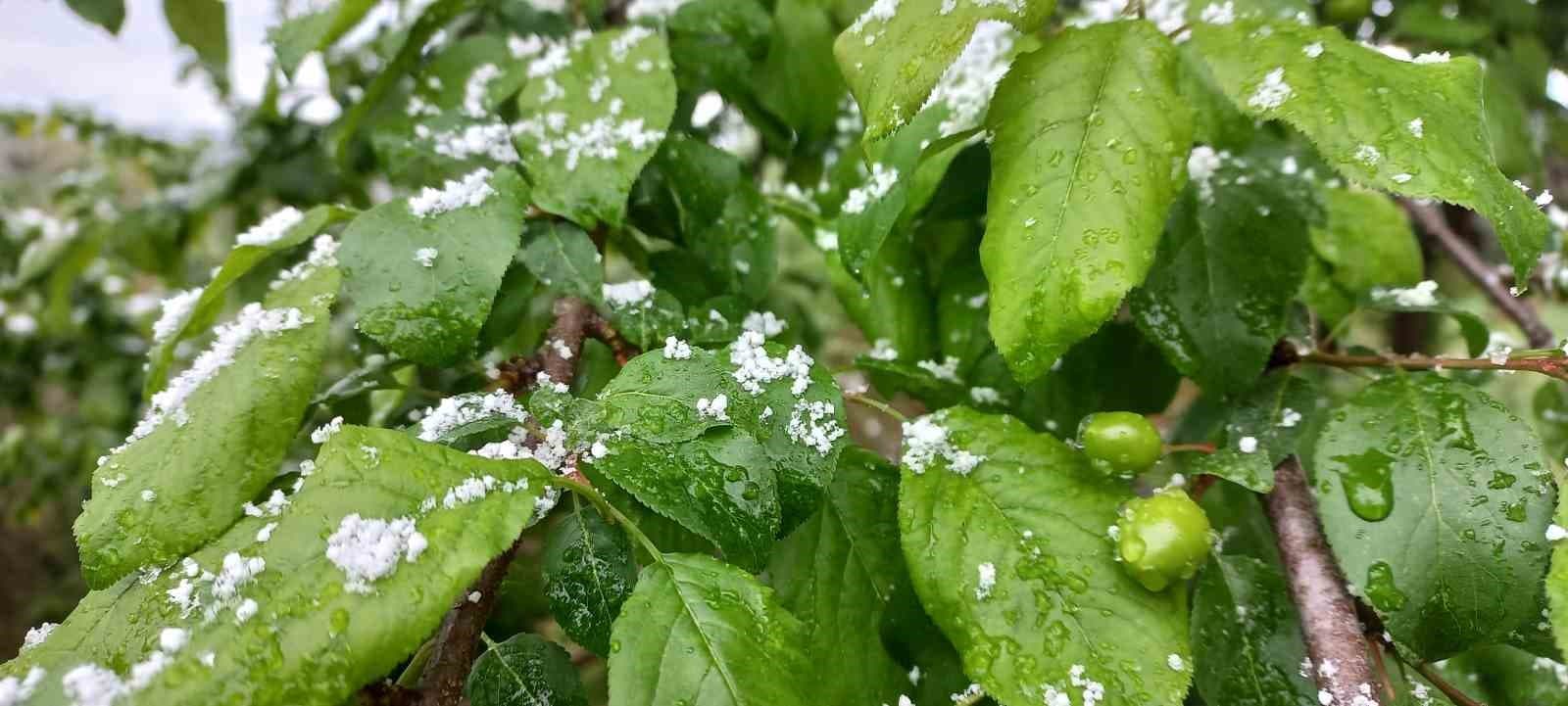Düzce’de nisan karı: Eriğin üzerine kar yağdı