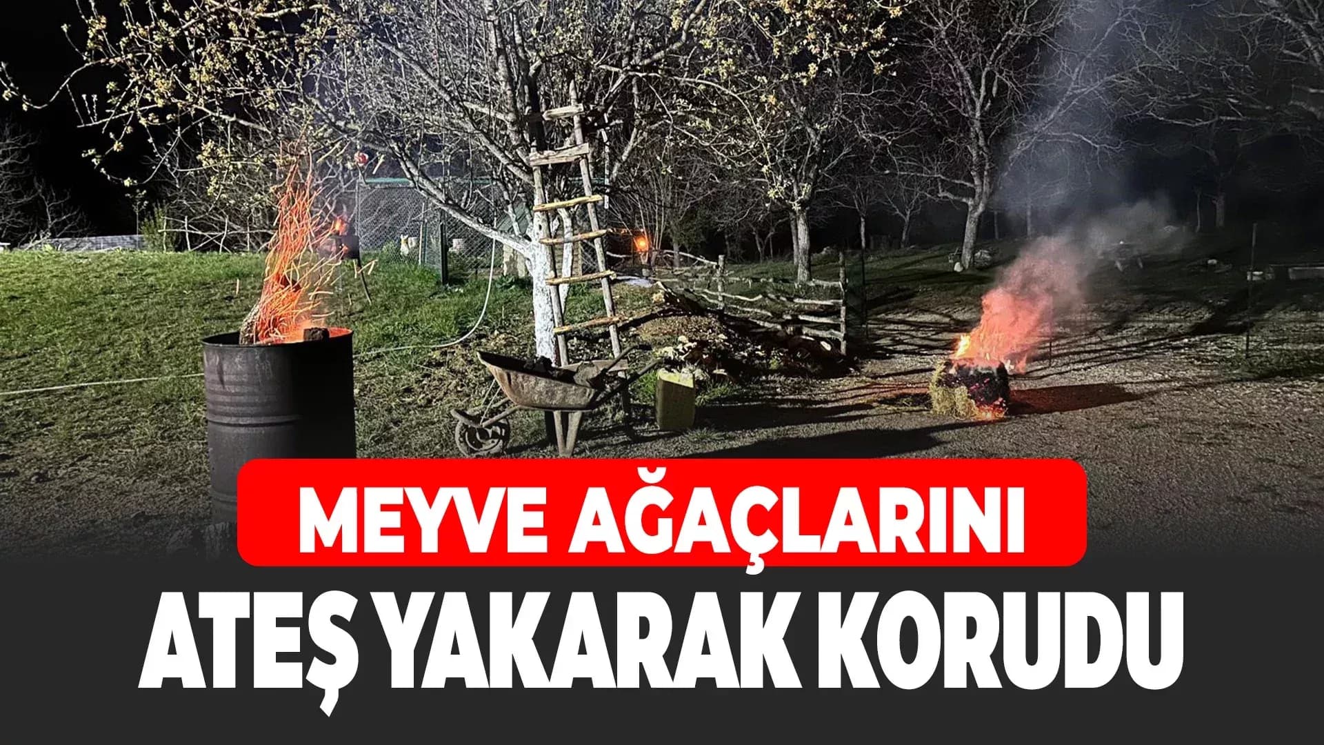 Ovacık'ta Ağaçlarını Dona Karşı Ateş Yakarak Koruyor