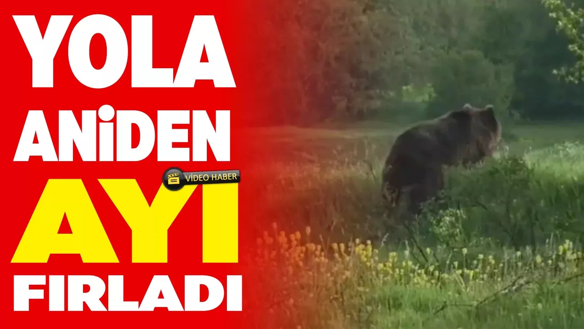Eflani'de Yola Çıkan Ayı Kamera ile Görüntülendi