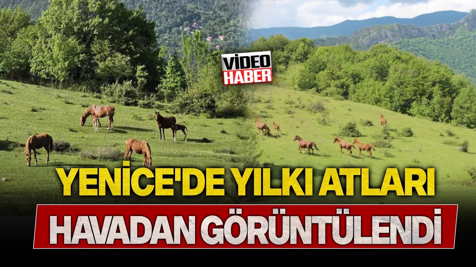 Yaylaların özgür ruhları yılkı atları havadan görüntülendi