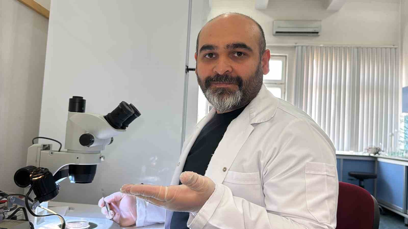 Asya uzun boynuzlu kenesi Türkiye faunasına girdi