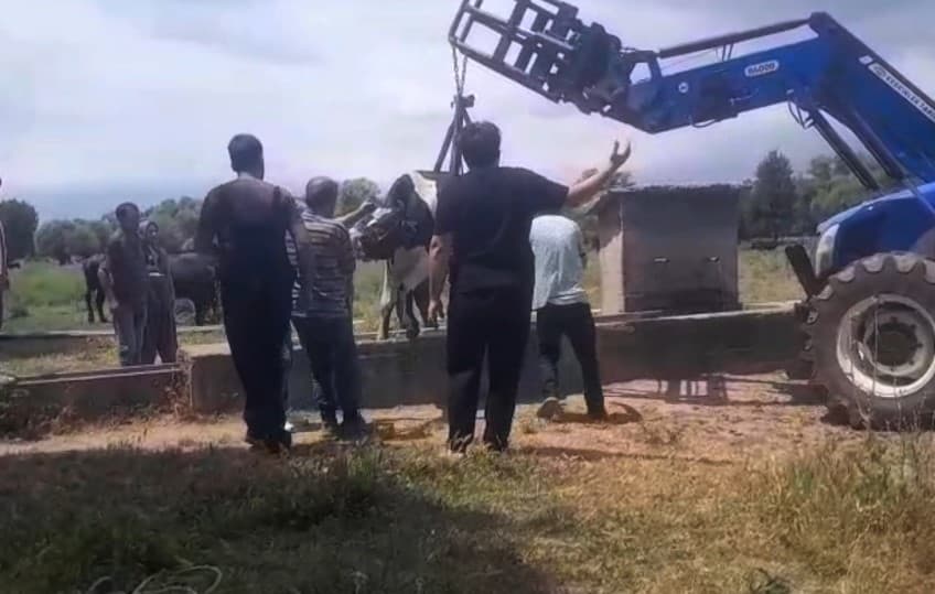 İnek oluğa sıkıştı, köylüler seferber oldu