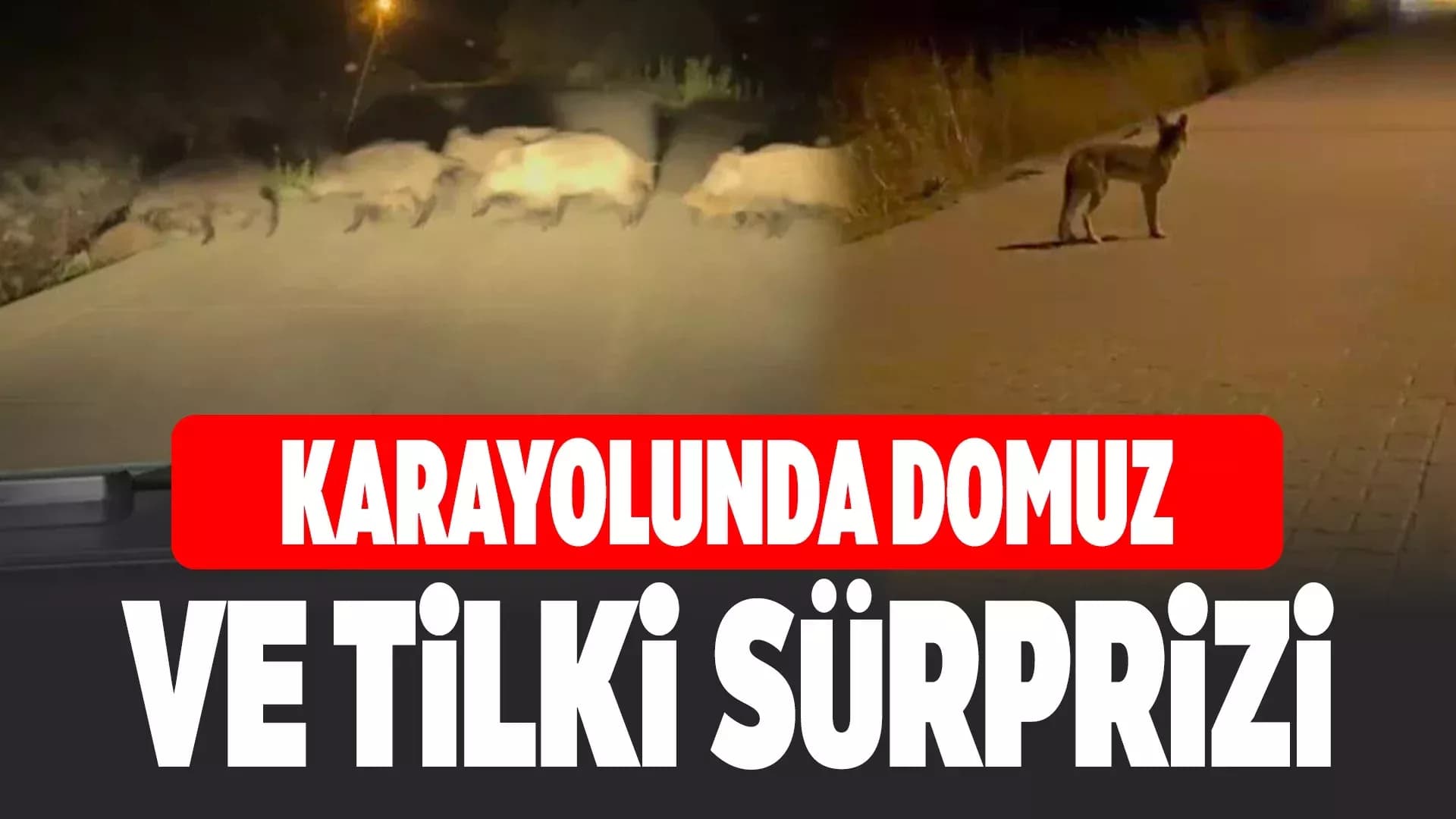 Eflani'de yola çıkan domuz sürüsü ve tilki kamerada