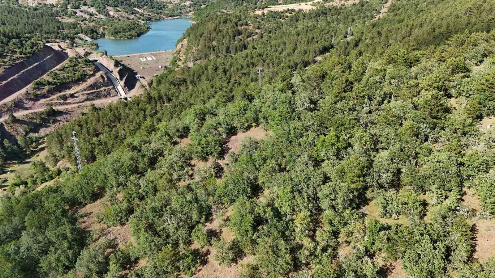 Kaybolan hayvanlar için dronla umut arayışı