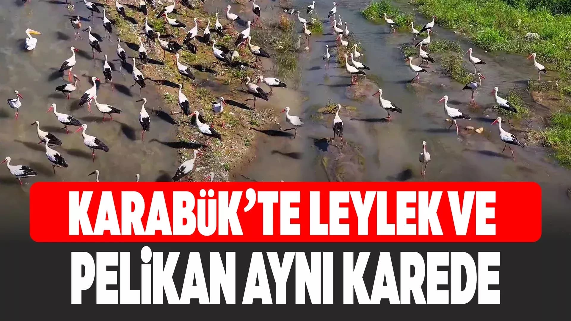 Karabük’te leylekler ve pelikan dronla görüntülendi