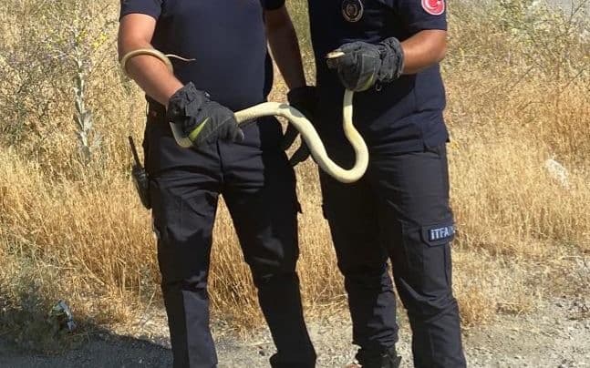 Fabrikada yılan paniği