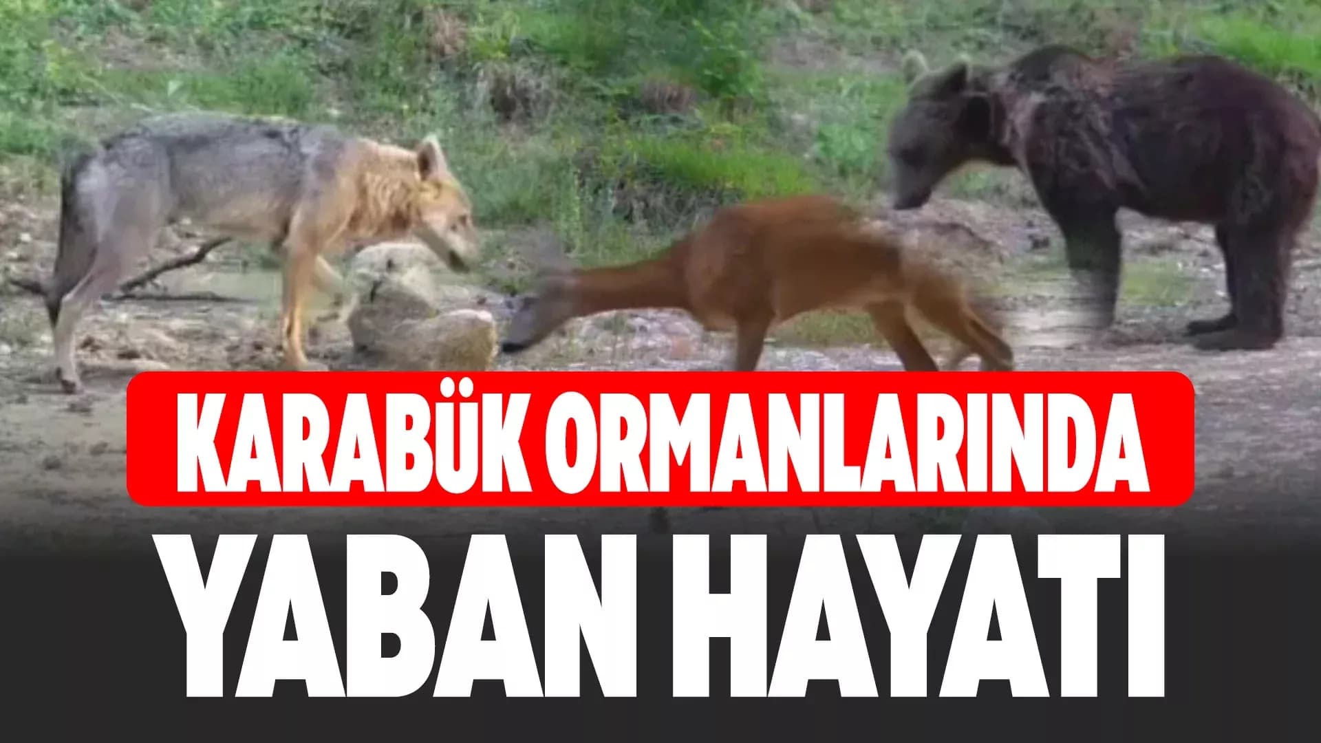 Karabük'te Yiyecek Arayan Yaban Hayvanları Fotokapanla Görüntülendi
