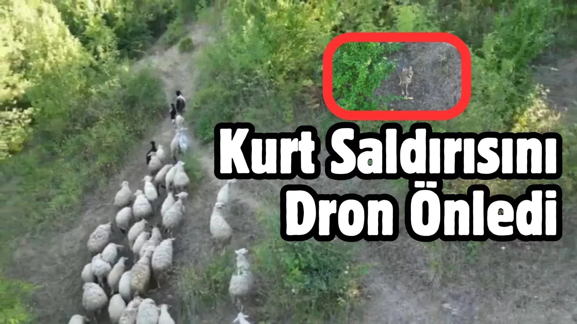 Kurdun koyunlara saldırısı dronla önlendi
