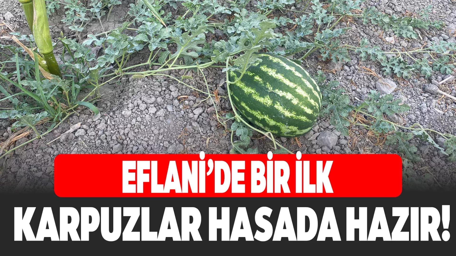 Eflani’de Karpuzlar Hasada Hazır