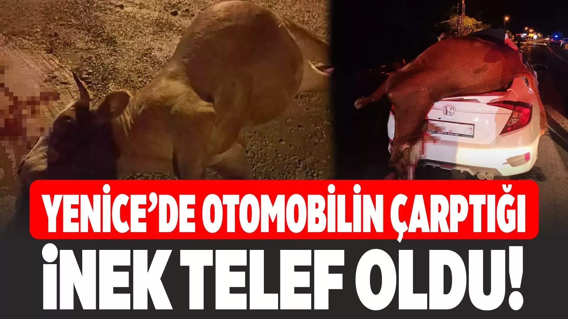 Yenice'de otomobilin çarptığı inek telef oldu