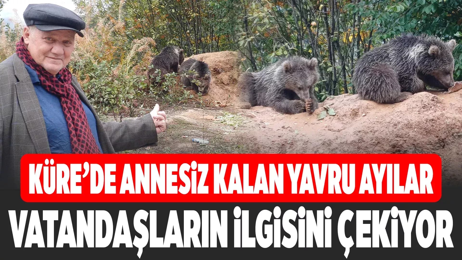 Yol Kenarında Beslenen Yavru Ayılar İlçenin Maskotu Oldu