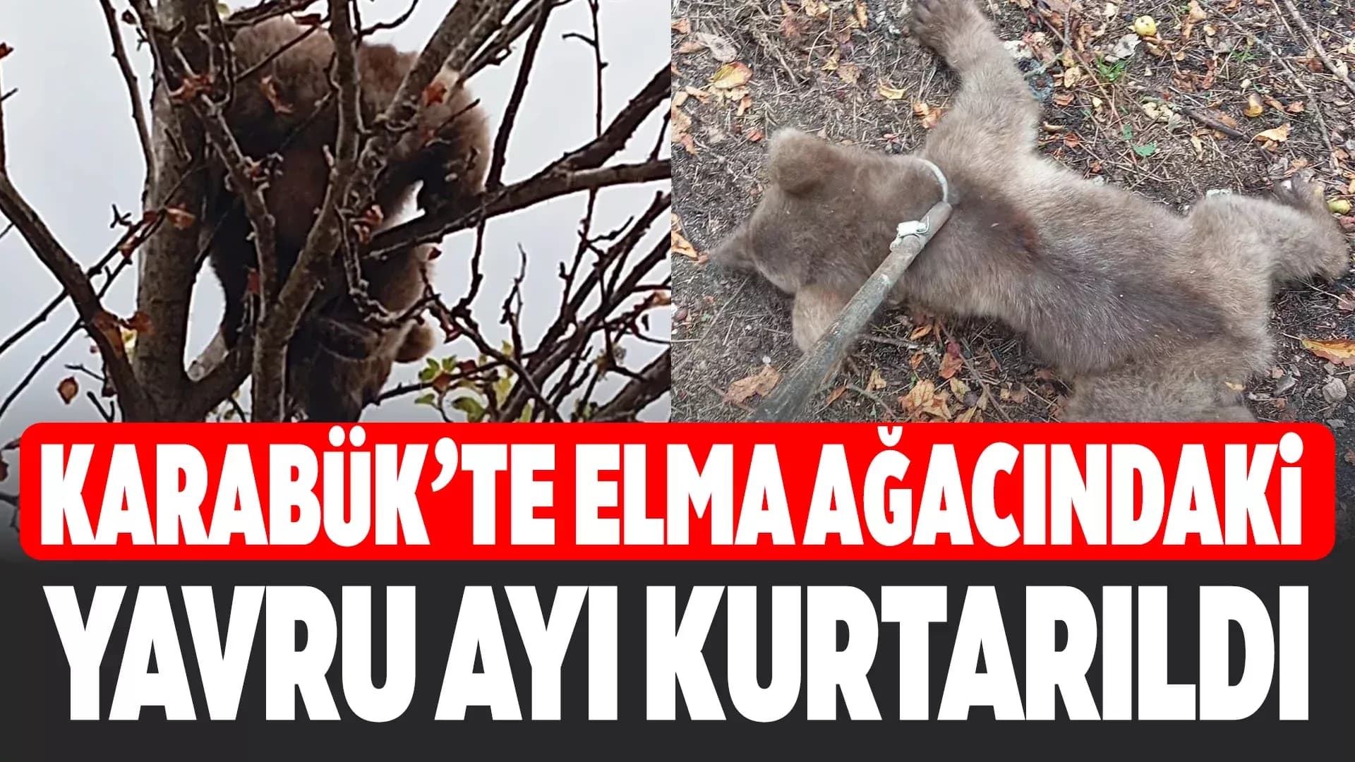 Karabük'te çıktığı ağaçta mahsur kalan yavru ayı kurtarıldı